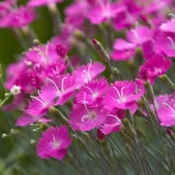 'Firewitch' Dianthus -Plant Series dianthus firewitch cheddar pinks 3 sw