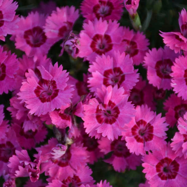 'Paint The Town Fancy' Dianthus 3 'Paint The Town Fancy' Dianthus