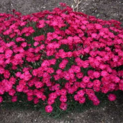 'Paint The Town Red' Dianthus -Plant Series dianthus paint the town red