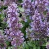 Whispurr™ Blue Catmint -Plant Series dispthumb 045ab6c1 6b4c 4da4 954b b25be8eb5259