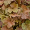 Dolce® 'Toffee Tart' Coral Bells -Plant Series dolce toffee tart coral bells 3