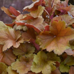 Dolce® 'Toffee Tart' Coral Bells -Plant Series dolce toffee tart coral bells 4
