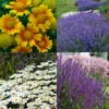 Drought Resistant+ Long Blooming Collection