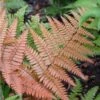 'Brilliance' Autumn Fern -Plant Series dryopteris brilliance autumn fern 1