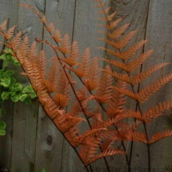 'Brilliance' Autumn Fern -Plant Series dryopteris brilliance autumn fern 3