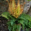 'Jurassic Gold' Wood Fern -Plant Series dryopteris jurassic gold fern 1 b8a8ae39 6a50 4493 ab6e 4befd8c6ad01