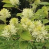 Dwarf Fothergilla -Plant Series dwarf fothergilla 1