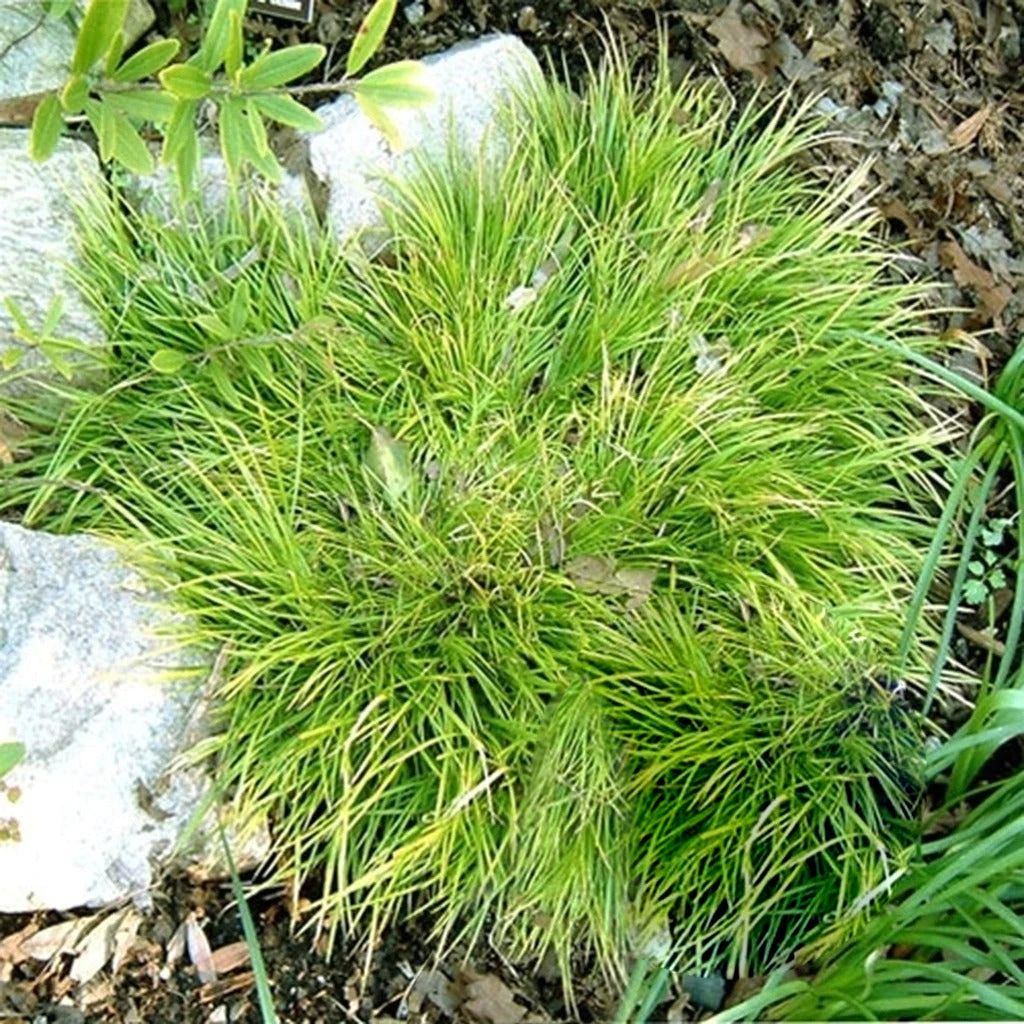 Dwarf Sweet Flag 3 Dwarf Sweet Flag