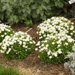 Mini Marvels™ Starbright Bellflower 8 Mini Marvels™ Starbright Bellflower -Plant Series e3db643294764818d181f5553fae1f33