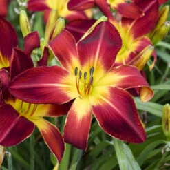 Rainbow Rhythm® 'Ruby Spider' Daylily 9 Rainbow Rhythm® 'Ruby Spider' Daylily -Plant Series e733f097c1ead2fcaa10f5dc96466246