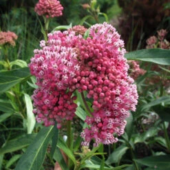 'Cinderella' Swamp Milkweed -Plant Series e875376c1fcd48a2118c85d58edb52a1