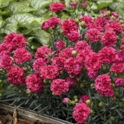 Fruit Punch® 'Raspberry Ruffles' Dianthus -Plant Series e87edf696373a284d9438c94dccc133f
