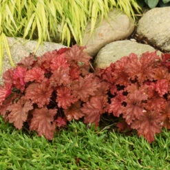 Primo® 'Peachberry Ice' Coral Bells 10 Primo® 'Peachberry Ice' Coral Bells -Plant Series e9fd68841bf7a4e057ea29358fd1d5fc