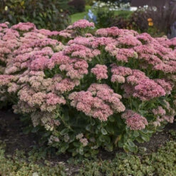 'Autumn Joy' Stonecrop