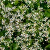 'Eastern Star' White Wood Aster 2 'Eastern Star' White Wood Aster -Plant Series eastern star1
