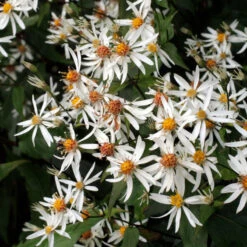 'Eastern Star' White Wood Aster -Plant Series eastern star2