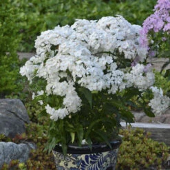 'Opening Act White' Hybrid Phlox -Plant Series eb7dda363acadcc2cb0a33fde088f008