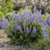 Living Large™ Big Sky Salvia 2 Living Large™ Big Sky Salvia -Plant Series ec648a2345c4e5273784f5d2eb832983