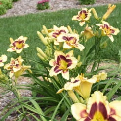 Rainbow Rhythm® 'Star Of The North' Daylily 8 Rainbow Rhythm® 'Star Of The North' Daylily -Plant Series ec8957e4b42f31aab9743d504f4f2998