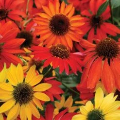 'Cheyenne Spirit' Coneflower 9 'Cheyenne Spirit' Coneflower -Plant Series echinacea cheyenne spririt coneflower 4
