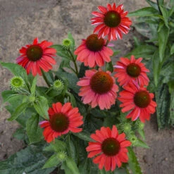 Color Coded™ 'Frankly Scarlet' Coneflower 9 Color Coded™ 'Frankly Scarlet' Coneflower -Plant Series echinacea franklyscarlet coneflower 3