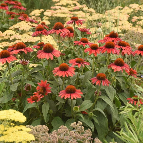 Color Coded™ 'Frankly Scarlet' Coneflower 6 Color Coded™ 'Frankly Scarlet' Coneflower - Image 4