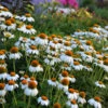 PowWow® White Coneflower -Plant Series echinacea pow wow white 1