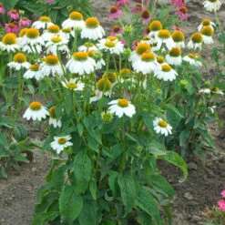 PowWow® White Coneflower -Plant Series echinacea pow wow white 3