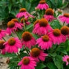 PowWow® Wild Berry Coneflower 2 PowWow® Wild Berry Coneflower -Plant Series echinacea pow wow wild berry 1