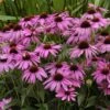 'Purple Emperor' Coneflower 1 'Purple Emperor' Coneflower -Plant Series echinacea purple emperor 1