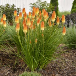 Pyromania® 'Hot And Cold' Red Hot Poker -Plant Series ed4c55cbc714b6ab19f4d2f85f951b1e