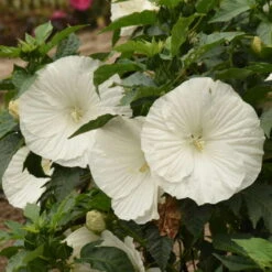 'Marshmallow Moon' Perennial Hibiscus 7 'Marshmallow Moon' Perennial Hibiscus -Plant Series ed8299824e1295ff82956d59535837a6