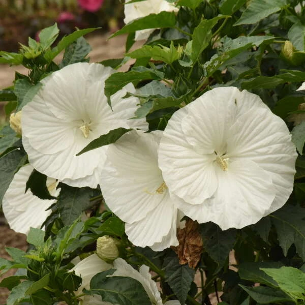 'Marshmallow Moon' Perennial Hibiscus 5 'Marshmallow Moon' Perennial Hibiscus - Image 3