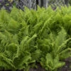 Ostrich Fern -Plant Series edcabb402c38f262b74af1760e3ef7e3