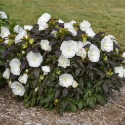 Summerific® 'Cookies And Cream' Perennial Hibiscus -Plant Series ef1859efc0a5ef319c1b78b5577cfee5