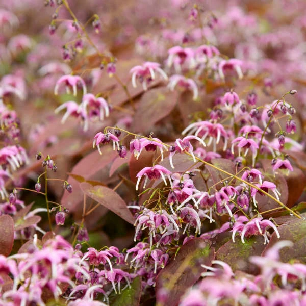 'Pretty In Pink' Barrenwort 3 'Pretty In Pink' Barrenwort