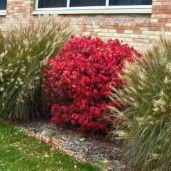 'Compactus' Burning Bush -Plant Series euonymus alatus compactus burning bush 3 sw