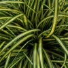 EverColor® 'Everoro' Sedge