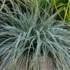 EverColor® 'Everest' Sedge -Plant Series evercolor everest sedge 1