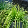 EverColor® 'Everillo' Sedge -Plant Series evercolor everillo sedge 1