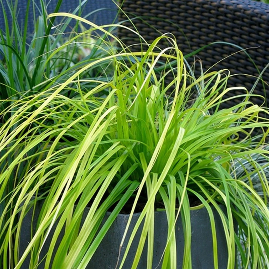 EverColor® 'Everillo' Sedge 3 EverColor® 'Everillo' Sedge