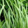 EverColor® 'Everlime' Sedge -Plant Series evercolor everlime sedge 1