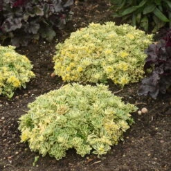 Rock 'N Low® 'Boogie Woogie' Stonecrop -Plant Series f024e42c42e5615e78b9e1e35acfbd6a