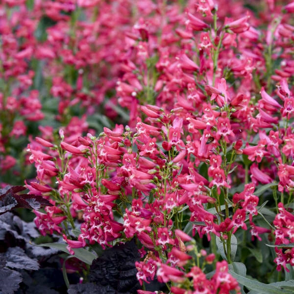 Bejeweled™ 'Rose Rhinestones' Beardtongue 4 Bejeweled™ 'Rose Rhinestones' Beardtongue - Image 2