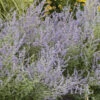 Russian Sage 1 Russian Sage -Plant Series f533d77f42662fe4386d9e9d6b4494c8