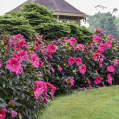 Summerific® 'Evening Rose' Perennial Hibiscus -Plant Series f6cc1b603dde715f531c36cdecf30684