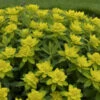 Cushion Spurge 1 Cushion Spurge -Plant Series faee02883cd8f3715fbc43759ea67b89