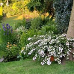 Fairytrail Bride™ Cascade Hydrangea™ -Plant Series fairytrail bride cascading hydrangea 3 sw