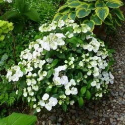 Fairytrail Bride™ Cascade Hydrangea™ -Plant Series fairytrail bride cascading hydrangea 4 sw