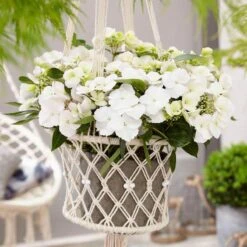 Fairytrail Bride™ Cascade Hydrangea™ -Plant Series fairytrail bride cascading hydrangea 5 sw